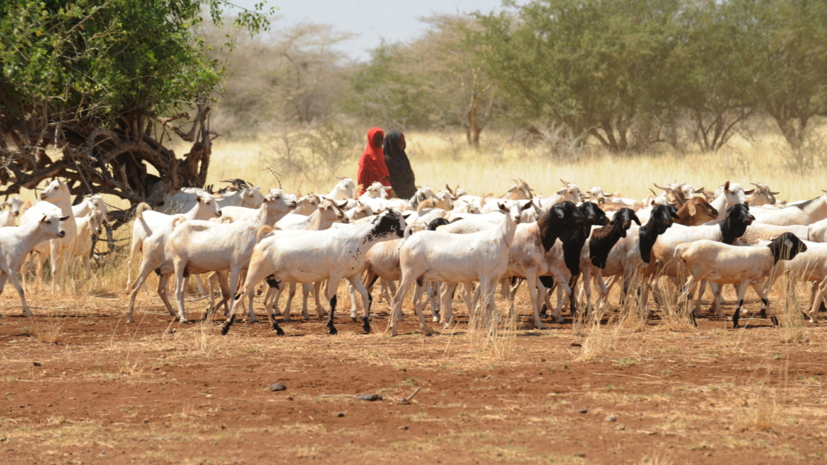 Export Livestock