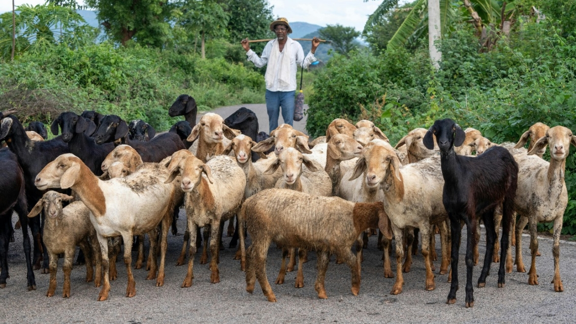 Global Livestock Export