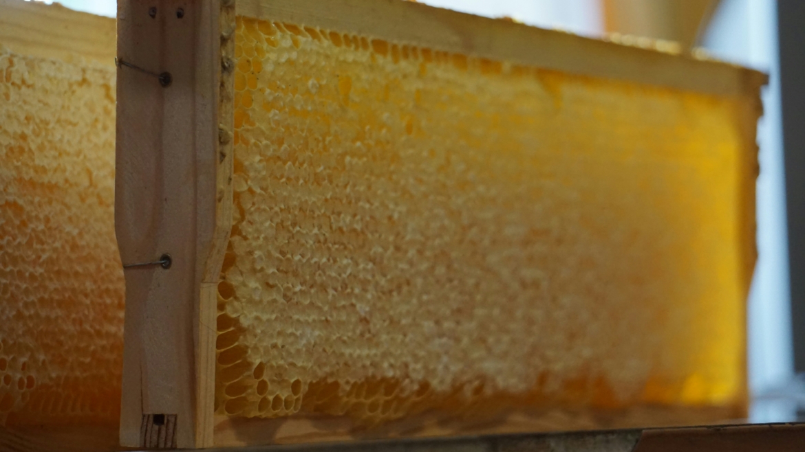 Honey & Bee Venom Production